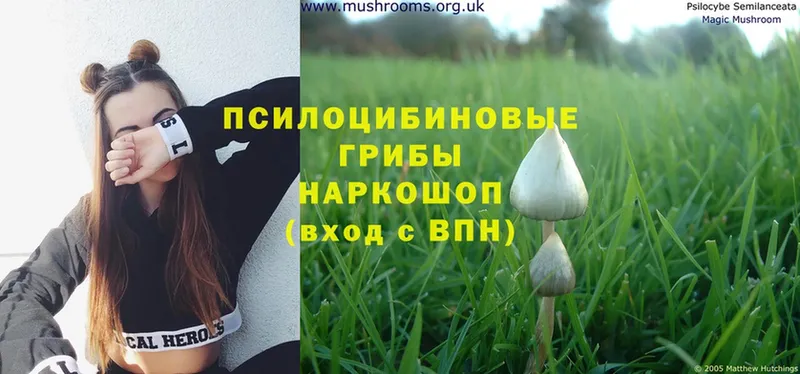 Псилоцибиновые грибы Magic Shrooms  магазин продажи   Бологое 